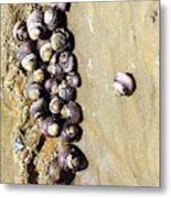 Sea Snail Cluster Metal Print