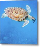 Sea Turtle And Fish Swimming Metal Print