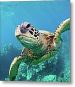 Sea Turtle, Hawaii Metal Print