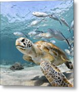 Sea Turtle With Small School Of Fish Metal Print