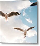 Seagulls In Flight, Low Angle View Metal Print