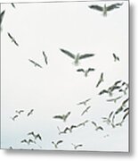 Seagulls Larus Sp. In Flight, Low Angle Metal Print