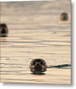 Seals Metal Print