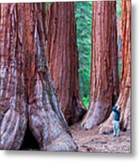 Sequoia Trees, Yosemite National Park Metal Print
