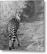 Serval Metal Print