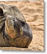 Shady Seal Hawaiian Monk Seal Metal Print