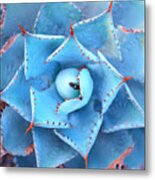Sharp Pointed Agave Plant Leaves Metal Print