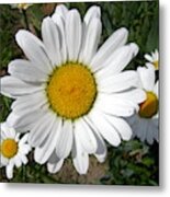 Shasta Daisy Metal Print