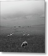 Sheep Grazing Metal Print