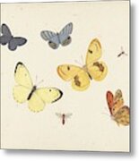 Sheet Of Studies With Five Butterflies Metal Print