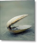 Shell Metal Print