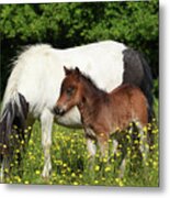 Shetland Pony 006 Metal Print