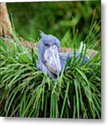 Shoebill Stork Nesting Metal Print