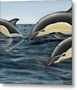 Short-beaked Common Dolphin - Delphinus Delphis - Gemeiner Delfin - Fineart Print-stock Illustration Metal Print