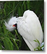 Shy Egret Metal Print