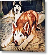 Siberian Huskies At Rest A22119 Metal Print