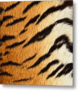 Siberian Tiger Fur Metal Print
