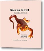 Sierra Newt - Black Text Metal Print