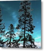 Silhouette Of Tall Conifers In Autumn Metal Print