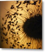 Silhouette Of The Baby Spiders Metal Print