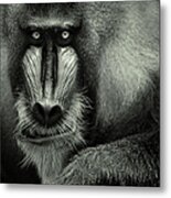 Singapore Zoo, Mandrill Metal Print