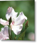 Single Classic Pink Country Rose And Buds Metal Print