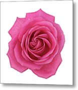 Single Pink Hybrid Rose From Above On Metal Print