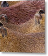 Sleeping Capybaras Metal Print