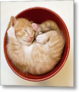 Sleeping Kittens In Bowl Metal Print