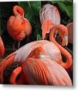 Sleeping Pink Flamingo Surrounded By Metal Print