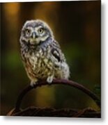 Small Screech Owl Metal Print