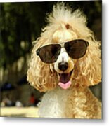 Smiling Poodle Wearing Sunglasses On Metal Print