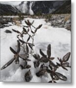 Snow Metal Print