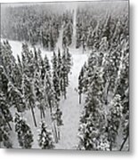 Snow Covered Trees In A Forest Metal Print
