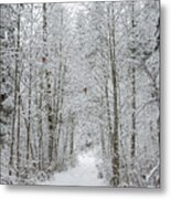 Snow Covered Trees Line The Path Metal Print