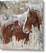 Snow Dusted Mustang Stallion Metal Print