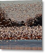 Snow Geese Metal Print