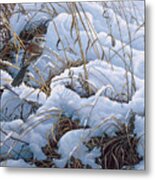 Snow Glow Field Sparrows Metal Print