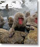 Snow Monkeys Soaking Metal Print