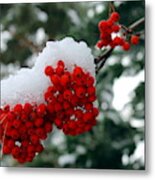 Snow On Mountain Ash Berries Metal Print