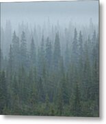 Snow Storm In The Forests Of Jasper Metal Print