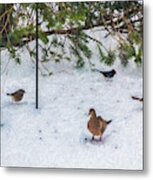 Snowbirds Metal Print