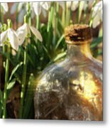 Snowdrop Flowers And Old Glass Jar With Sunlight Metal Print