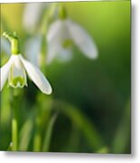 Snowdrops At Eye Level With Copy Space Metal Print