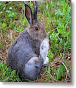 Snowshoe Hare Metal Print