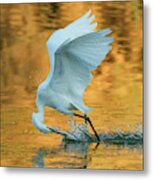 Snowy Egret Fishing 8645-061919 Metal Print