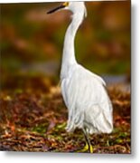 Snowy Egret Metal Print