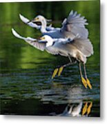 Snowy Egrets 8233-061819 Metal Print