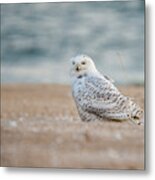 Snowy Owl 5872 Metal Print