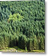 Softwoods, Cambrian Mountains, Wales Uk Metal Print
